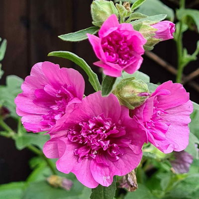 Lavatera Princess Pink