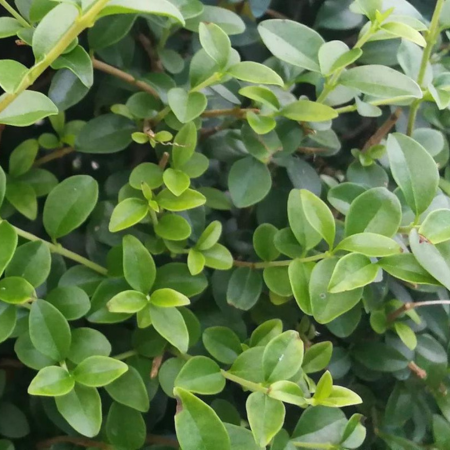 Ligustrum delavayanum (Jonandrum)