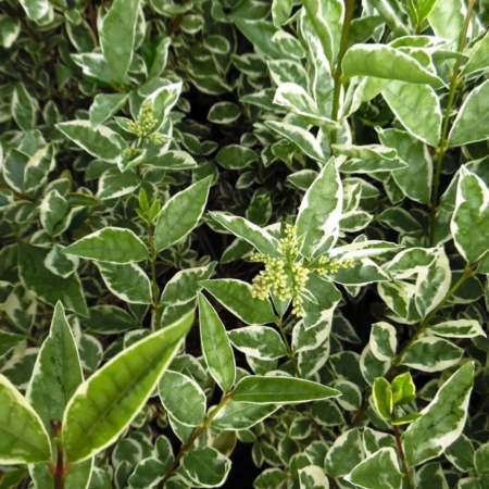 Ligustrum ovalifolium Argenteum