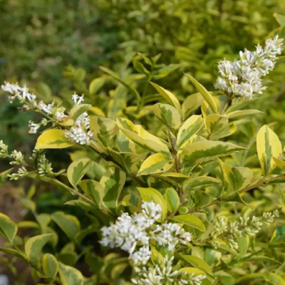 Ligustrum ovalifolium Aureum