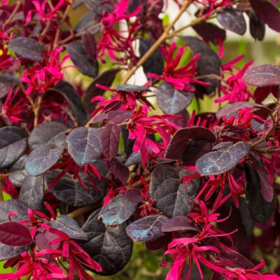 Loropetalum chinense Black Pearl Ball