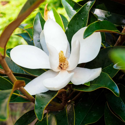 Magnolia Grand Lit Gem Std 80L