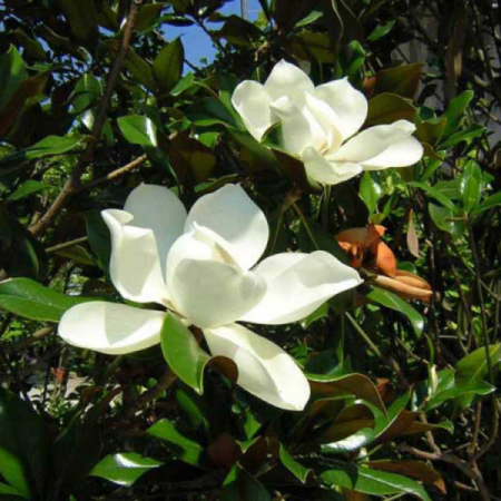 Magnolia Grandiflora "Gallissoniensis"