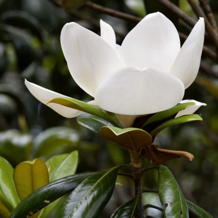 Magnolia Grandiflora little gem