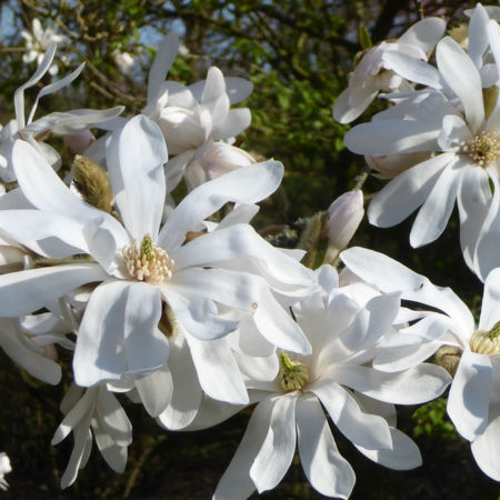 Magnolia stellata