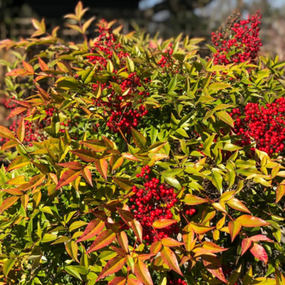 Nandina domestica