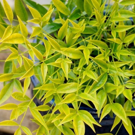 Nandina domestica 'Brightlight'