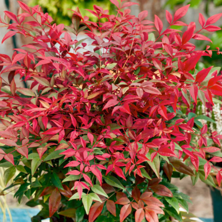 Nandina domestica 'Obsessed'