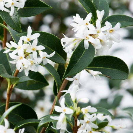 Osmanthus × burkwoodii Multitrunk