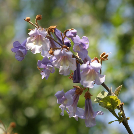 Paulownia tomentosa