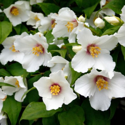 Philadelphus Belle Etoile