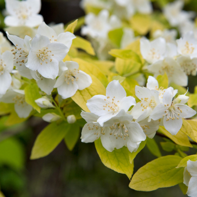 Philadelphus coronarius Aureus