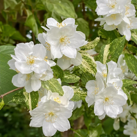 Philadelphus Innocence