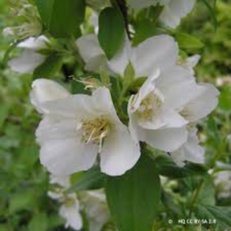 Philadelphus Manteau d'Hermine