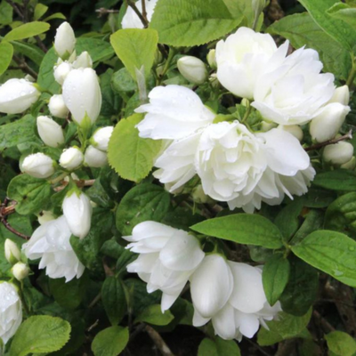 Philadelphus Snowbelle