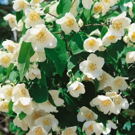 Philadelphus Virginal