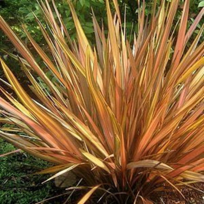 Phormium Apricot Queen