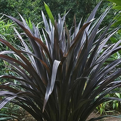 Phormium 'Black Velvet' - image 1