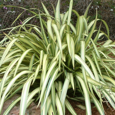 Phormium Cream Delight