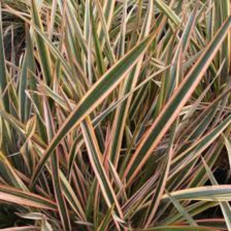 Phormium Golden Ray