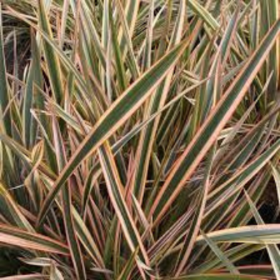 Phormium Golden Ray