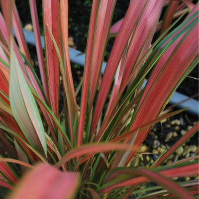 Phormium Jester