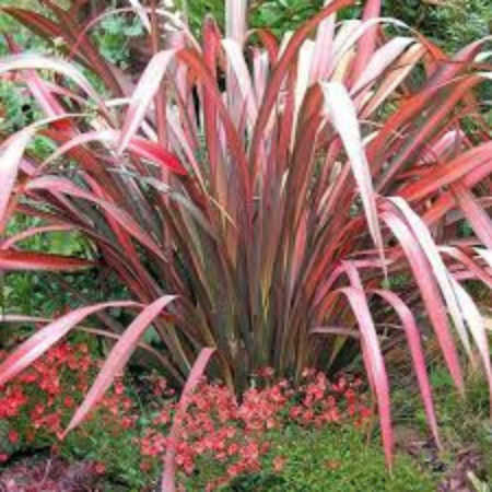 Phormium Joker