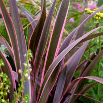 Phormium Pink Stripe