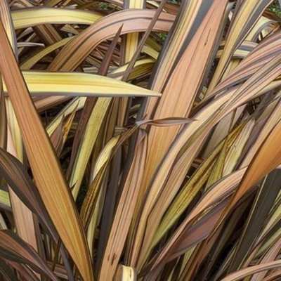 Phormium Veneer - image 1