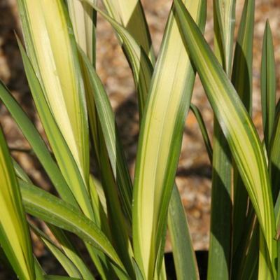 Phormium Yellow Wave