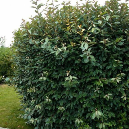 Photinia fraseri Little Red Robin