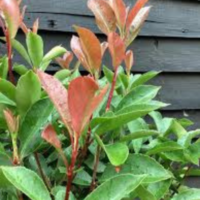 Photinia fraseri Red Robin