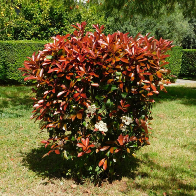 Photinia fraseri Red Robin