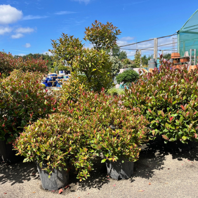 Photinia fraseri Red Robin