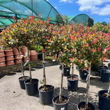 Photinia fraseri Red Robin