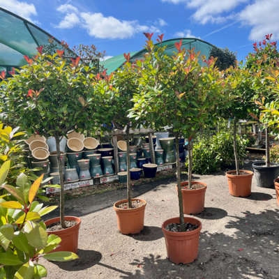 Photinia fraseri Red Robin