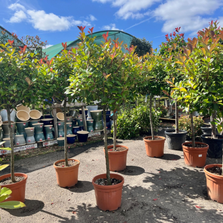 Photinia fraseri Red Robin