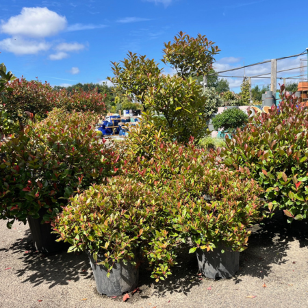 Photinia fraseri Red Robin Ball