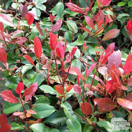 Photinia fraseri Red Robin Bush