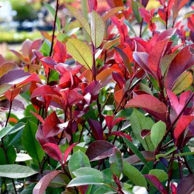 Photinia fraseri Red Robin Compact Bush - image 1