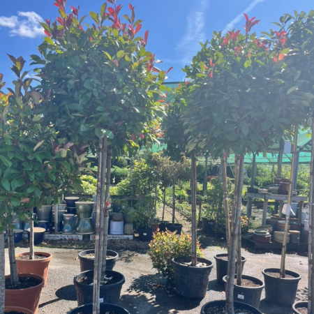 Photinia fraseri Red Robin High Std Ball