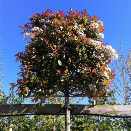 Photinia fraseri Red Robin Pleached Panel