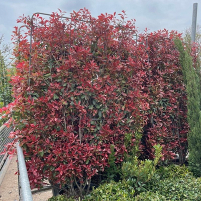 Photinia fraseri Red Robin Spalliera