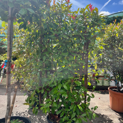 Photinia fraseri Red Robin Spalliera