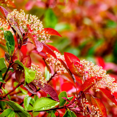 Photinia fraseri Red Robin Tabletop