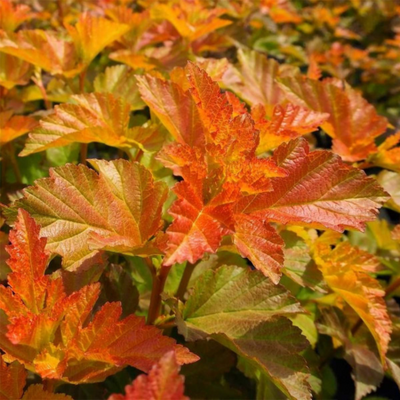 Physocarpus opulifolius Amber Jubilee