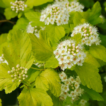 Physocarpus opulifolius Dart's Gold