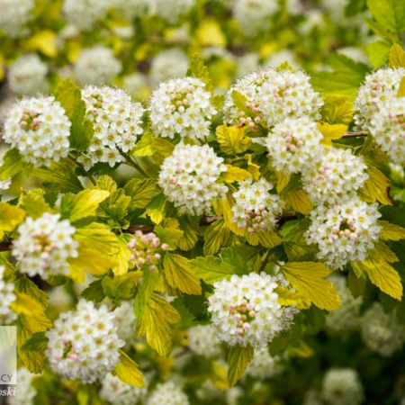 Physocarpus Tiny Wine Gold