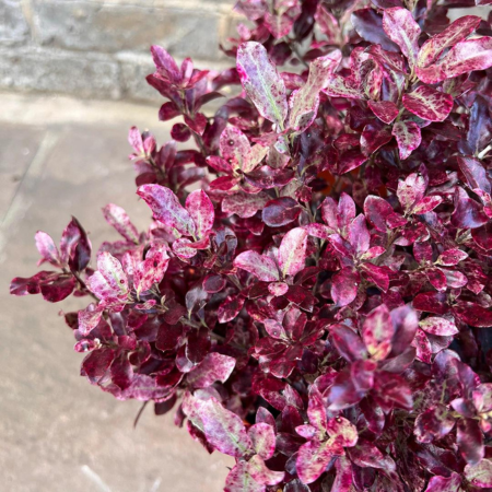 Pittosporum tenuifolium 'Bannow Bay' - image 2