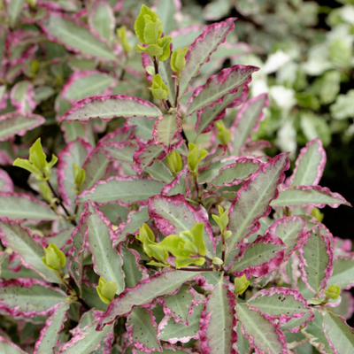 Pittosporum tenuifolium Elizabeth